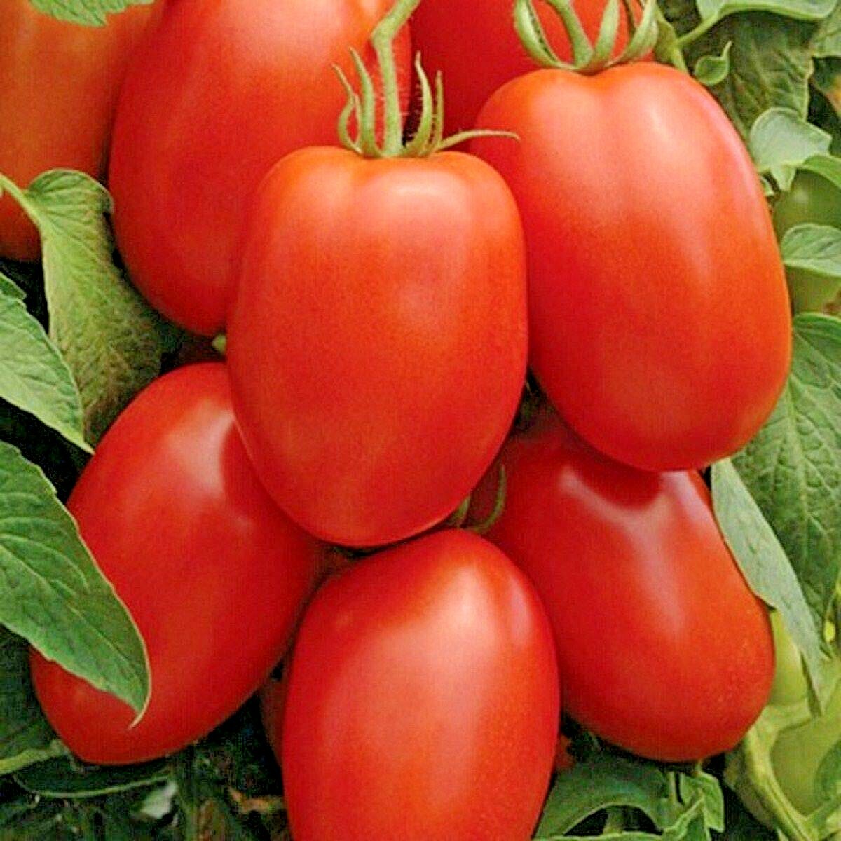 101+ROMA TOMATO Seeds Paste Sauce Canning Salads Garden Container Organic Easy