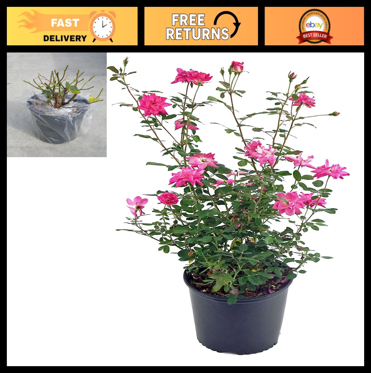 Thornless Climbing Rose – Pink Flowers, #3 Size Container, Garden Plant