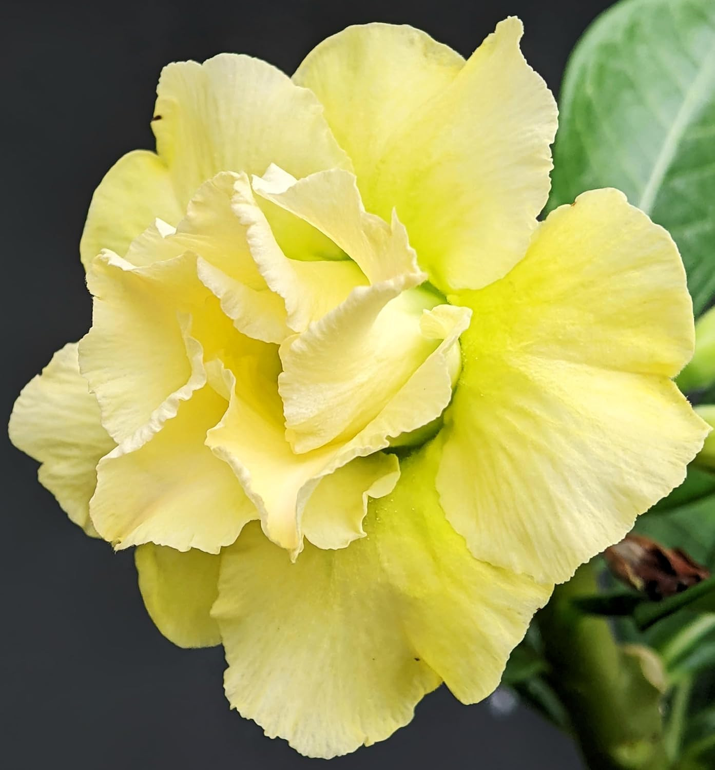100 Desert Rose Seeds for Planting Mixed Color Ready Adenium Seeds, Natural