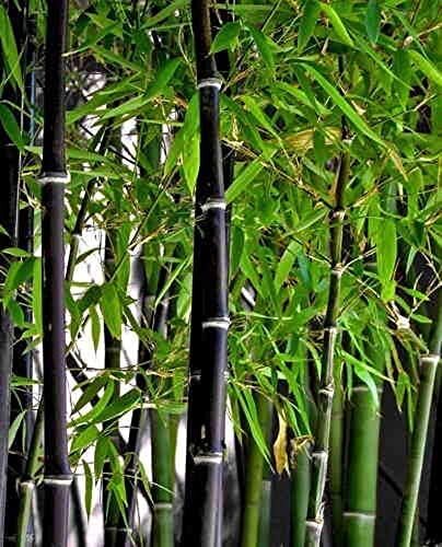 300+ Rare Black Bamboo Seeds for Planting | Jumbo Pack | Exotic and Fast Growing