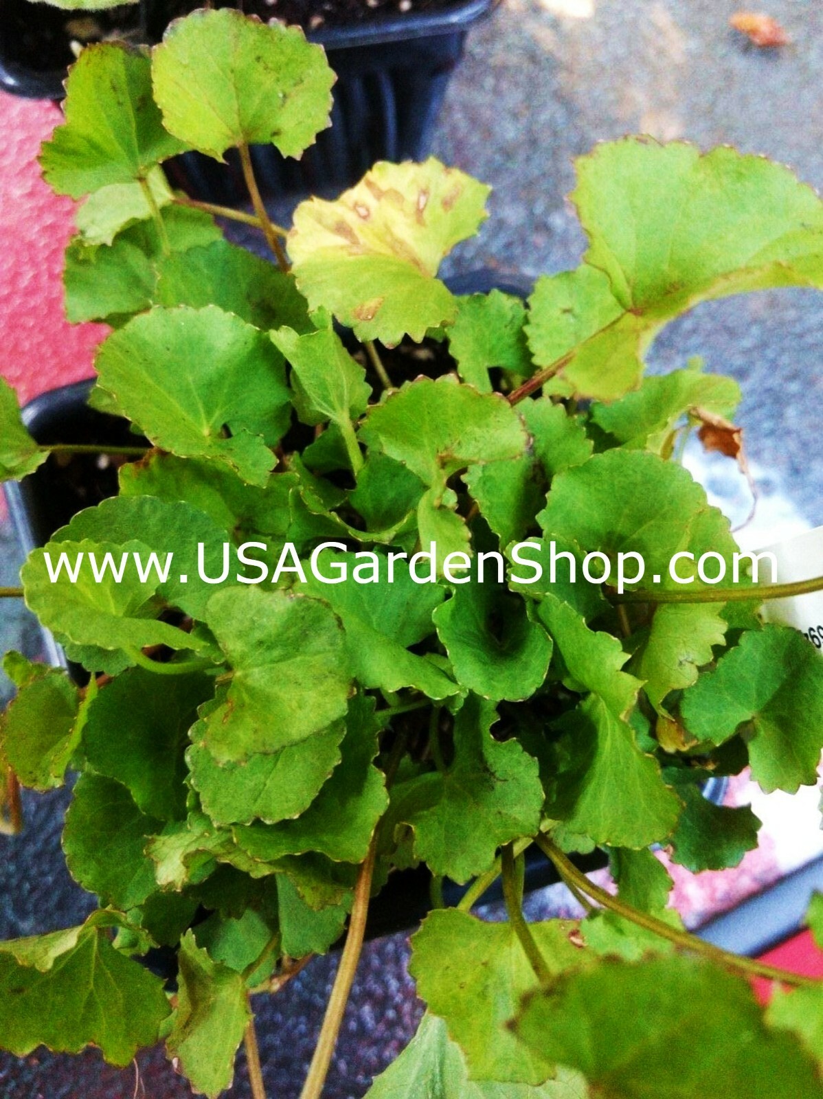 Rau Má Pennywort Gotu Kola Centella Asiatica Ji Xue Cao Bua BoK herbal 3x Plant
