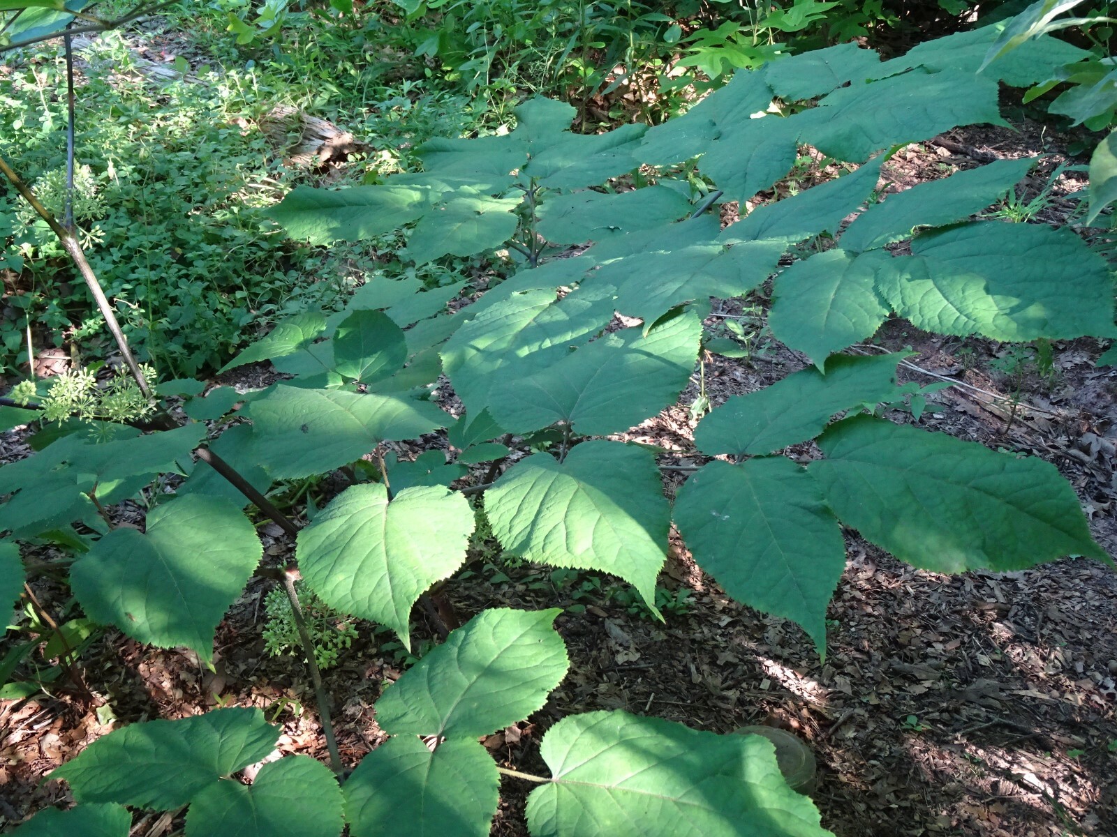 American spikenard Aralia racemosa Native perennial 25 seeds