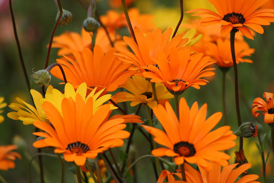 200+AFRICAN DAISY MIX Seeds White Orange Yellow Apricot Drought Tolerant Annual