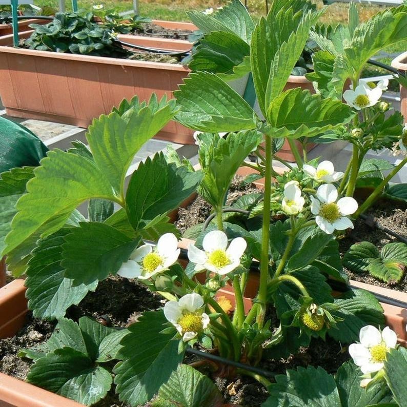 12 Strawberry Plants “Ozark Beauty” Everbearing (Pack of 12 Bare Root) Zone 4-9