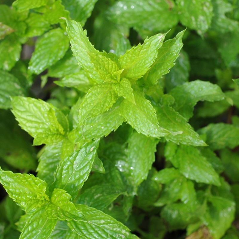 Spearmint Herb Seeds, Mentha spicata, NON-GMO, Variety Sizes, FREE SHIPPING