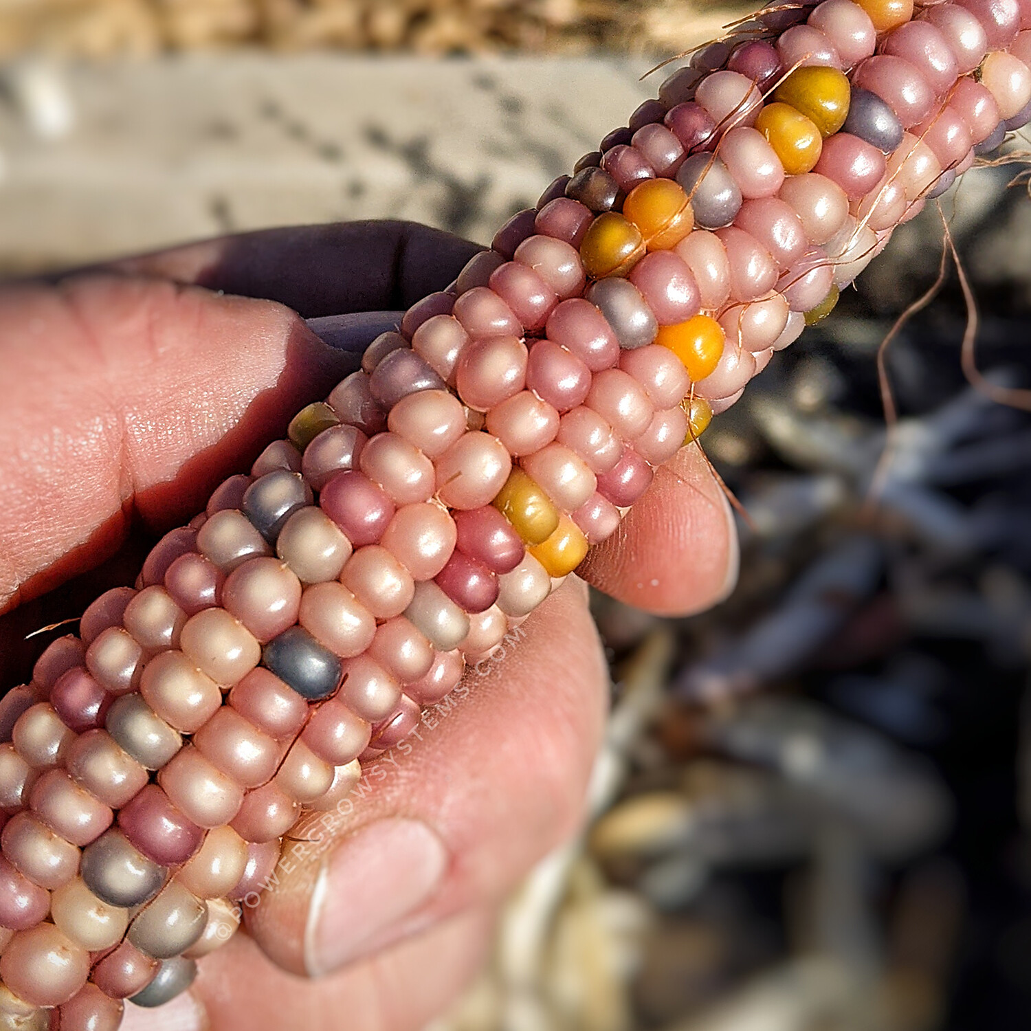 Glass Gem Corn Seeds (100+ seeds) Organic USA Grown