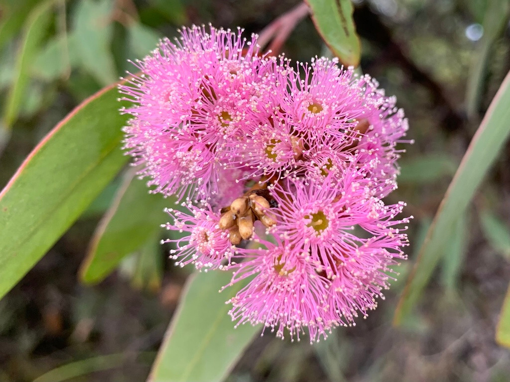 50x Eucalyptus albopurpurea Seeds – ‘Purple-flowered Mallee Box’