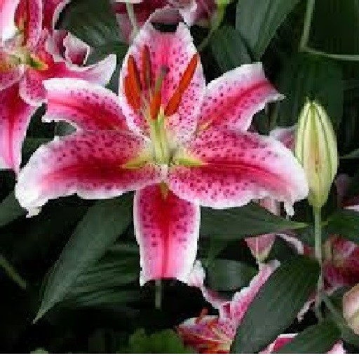 3 STAR GAZER Oriental Lily Bulbs Spring Planting ~Fragrant Summer Blooms~ Hardy