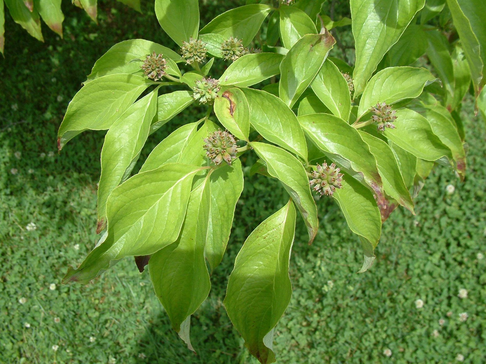Red Flowering Dogwood, Cornus florida rubra, Tree Seeds (Showy Flowers, Hardy)