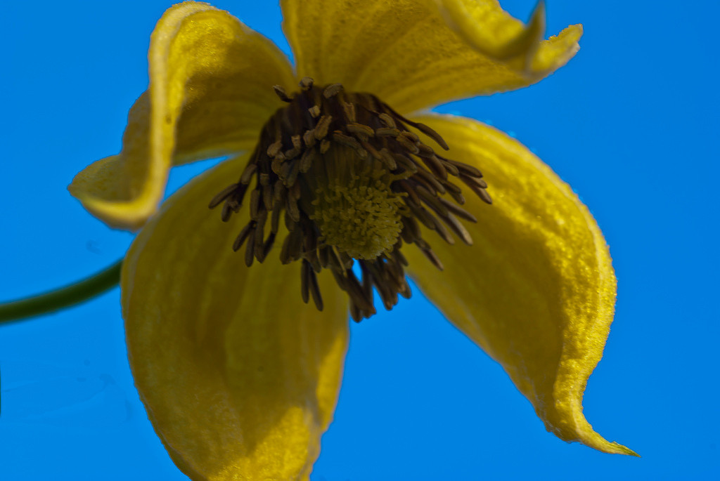 clematis, AZTEK YELLOW, perennial vine, 15 seeds, GroCo*