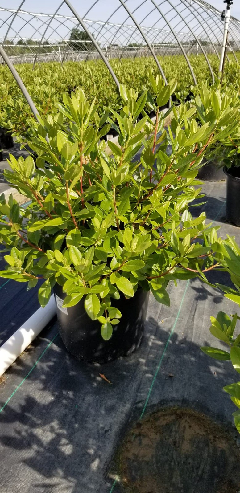 Live Plant, Rhododendron X `PJM Elite` Evergreen Lavender Flowers, 3-Gallon F…