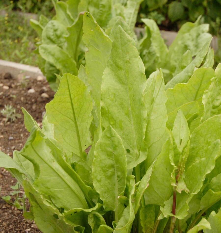 Large Leaf Sorrel Seeds, NON-GMO, Heirloom, Variety Sizes, FREE SHIPPING