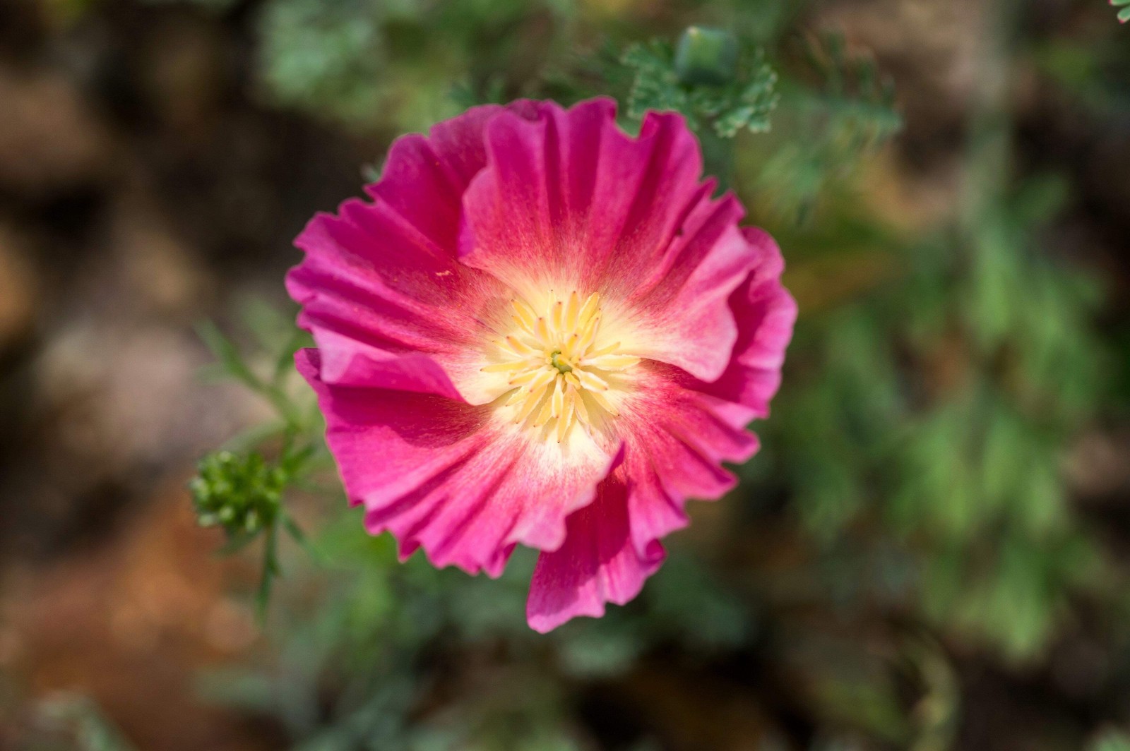 1000 MIXED Colors CALIFORNIA POPPY Eschscholzia Californica Flower Seeds
