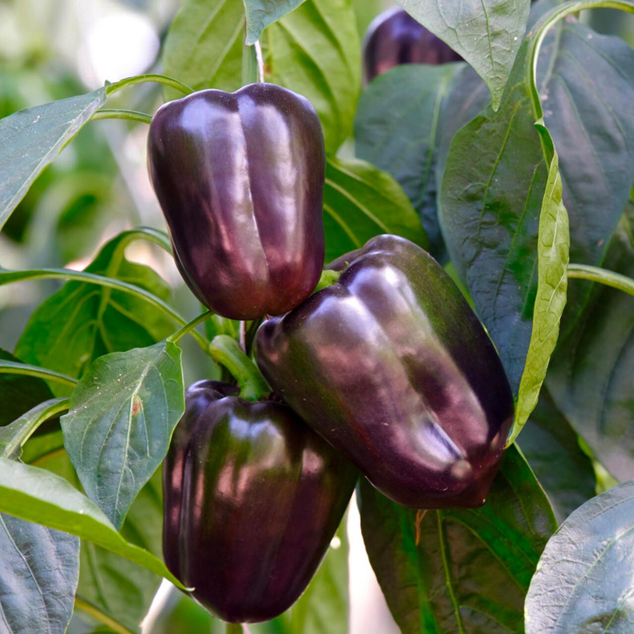 50+ PURPLE BELL PEPPER SEEDS NON-GMO FRESH FOR YOUR GARDEN