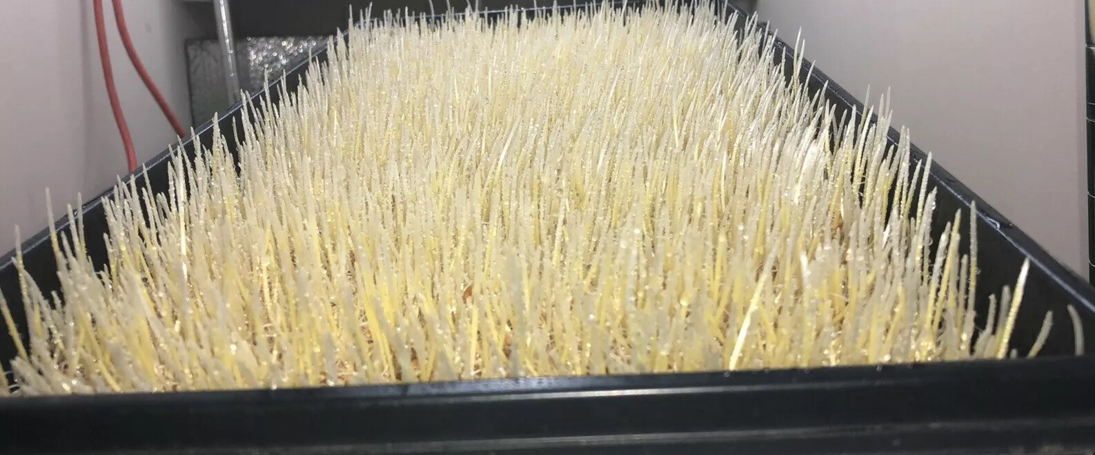 -2LBS-WHEATGRASS(SEED)HARD-RED-WINTER WHEAT NON-GMO VERY HIGH GERMINATION RATE!!
