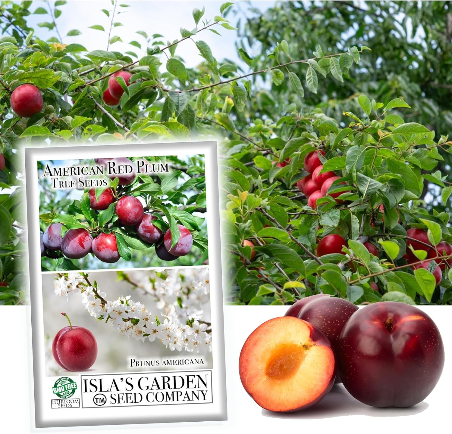 American Red Plum Tree Seeds for Planting, 5 Fruit Seeds Per Packet, (), Non GMO