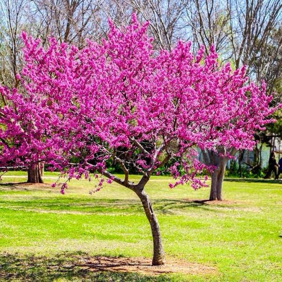 25 Eastern Red Bud Tree SEEDS Ready To Plant Now