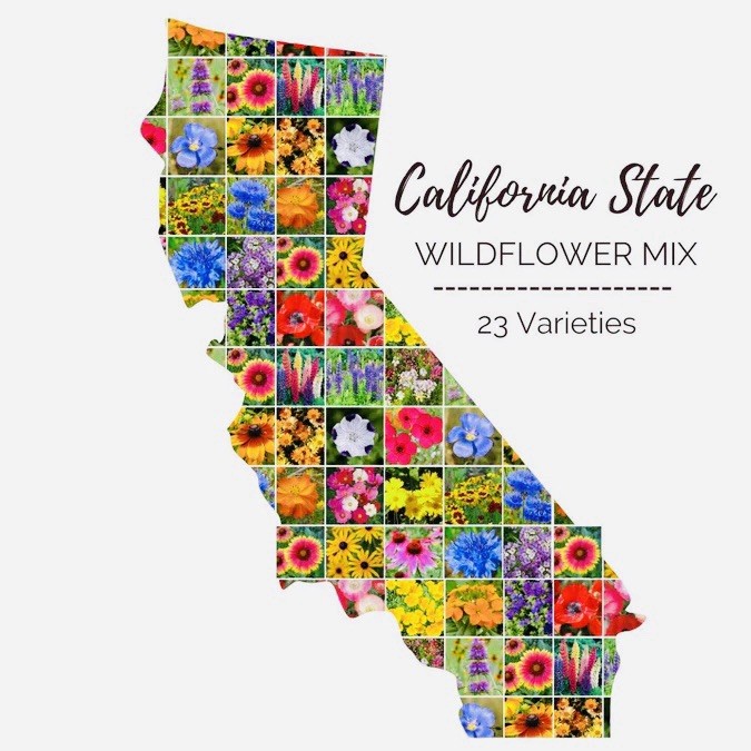 250+ California Wildflower Seed Mix | landscapes into colorful Flowers.