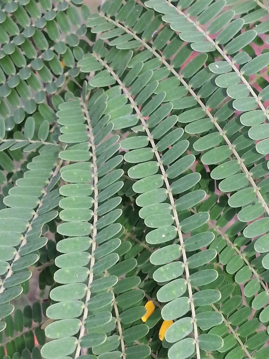 Colvillea Racemosa Tree 8 Seeds, Rich Orange Colville’s Glory Madagascar