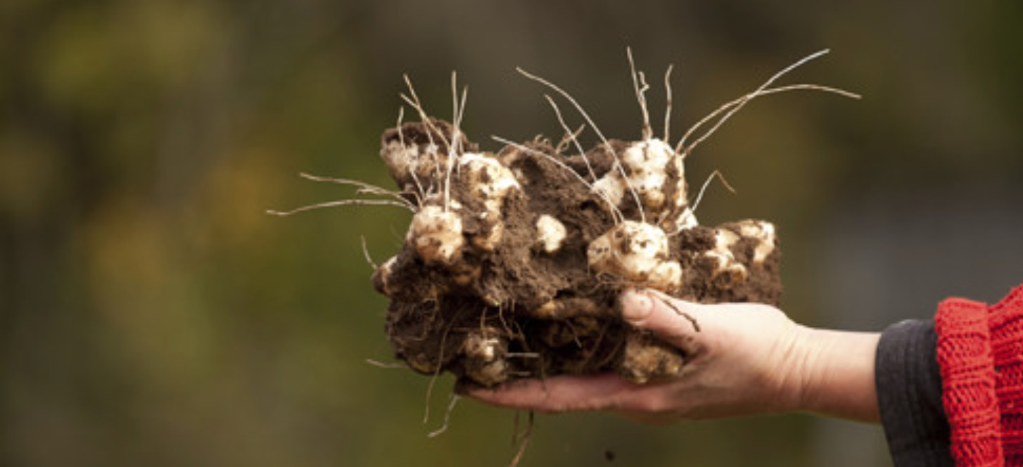 Jerusalem Artichokes tubers Sunchokes  10 tubers freshly dug plant or eat