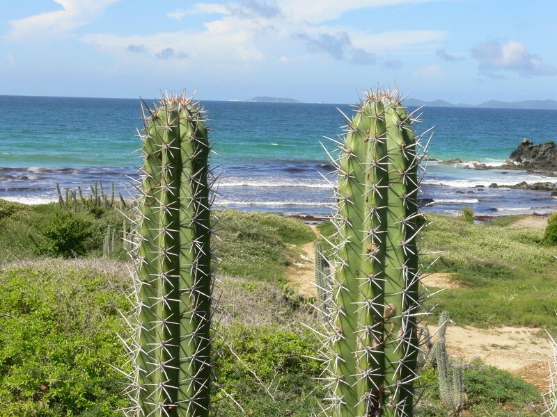 Stenocereus griseus (Mexican Organ Pipe) Cactus Seeds (100 Seeds)