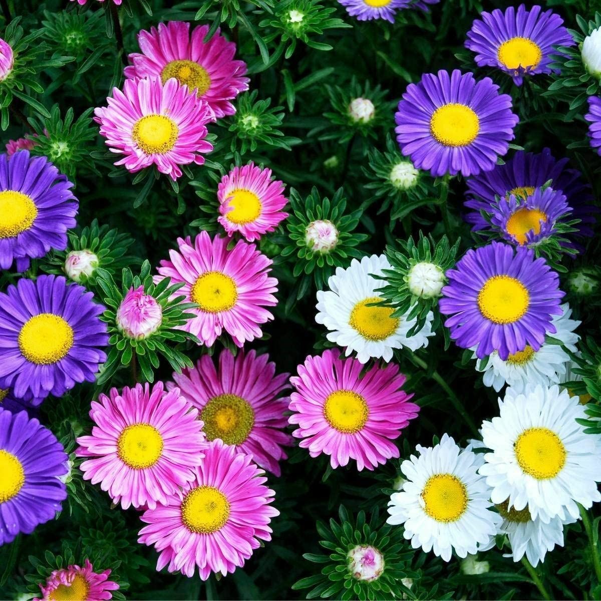 Aster Flower Seeds, Rainbow Aster Flower Seeds, “COOL BEANS N SPROUTS” Brand.
