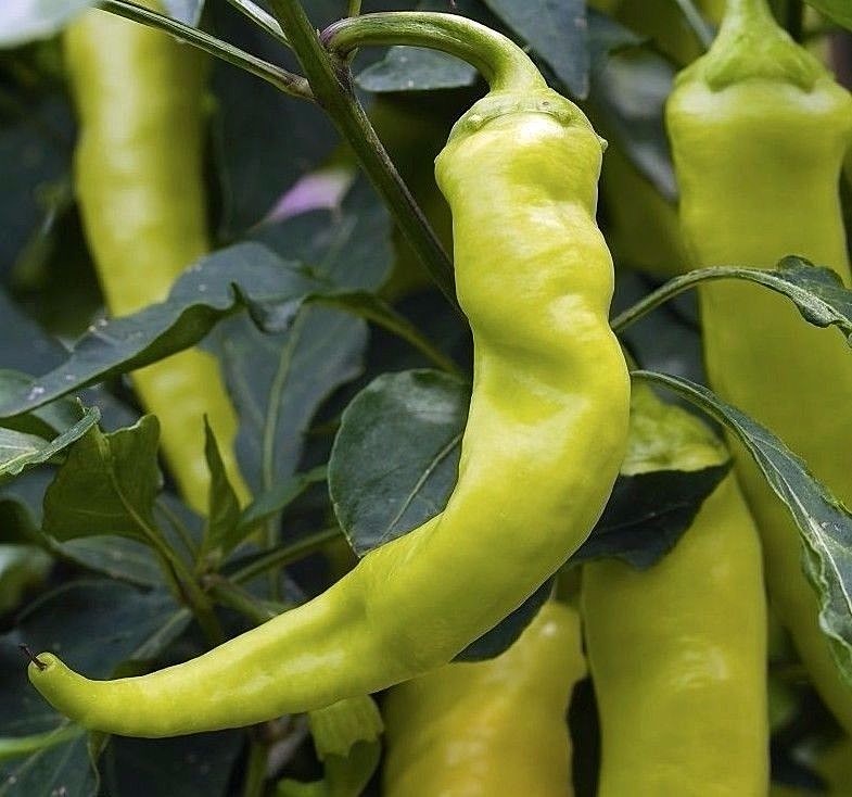 Sweet Banana Pepper Seeds, NON-GMO, Greek Salad, Banana Chili, FREE SHIPPING