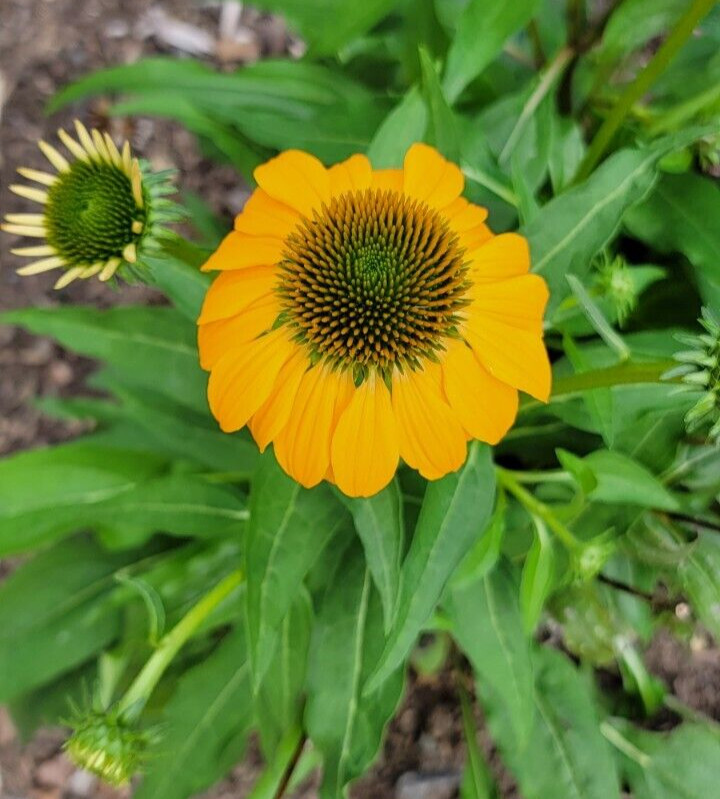100 SEEDS CHEYENNE SPIRIT CONEFLOWER Echinacea in Orange Red Yellow Purple Pink