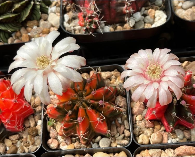 Seed- Gymnocalycium friedrichii variegata 25, 50 or 100 seeds (2025)