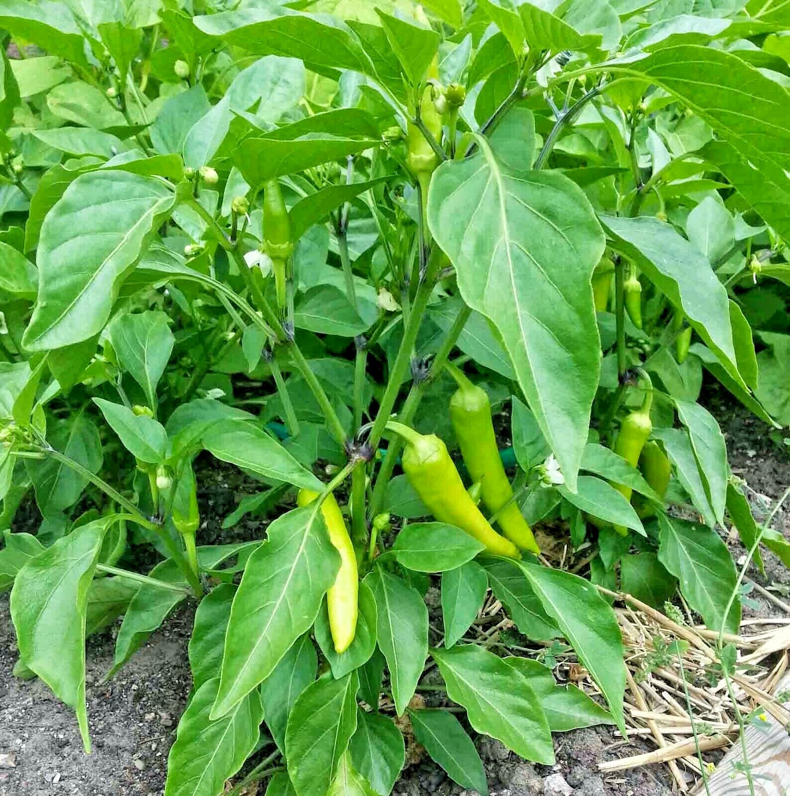 101+HUNGARIAN Sweet Wax PEPPER Seeds Organic Vegetable Garden Container Banana