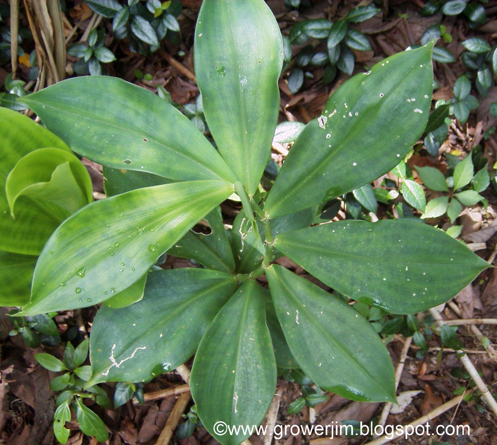 Costus pictus (ornamental ginger) rhizomes