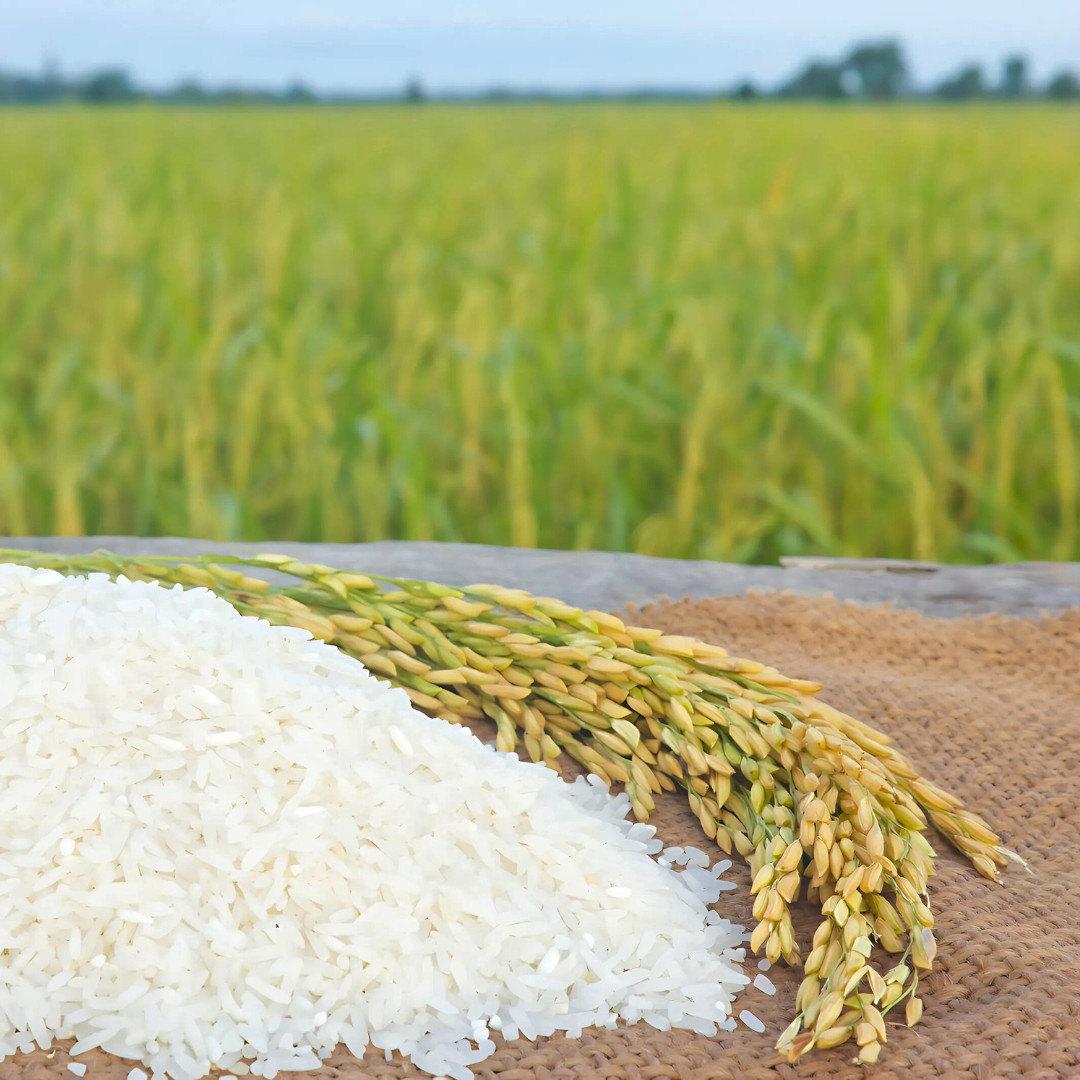 Fresh Thai White Jasmine Rice Seeds | Taiguo Xiang Mi | Heirloom Non-GMO | Grain