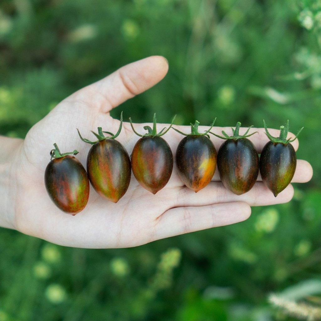 Brad’s Atomic Grape Tomato Seeds. 10 Seeds Certified Organic. Free Shipping!