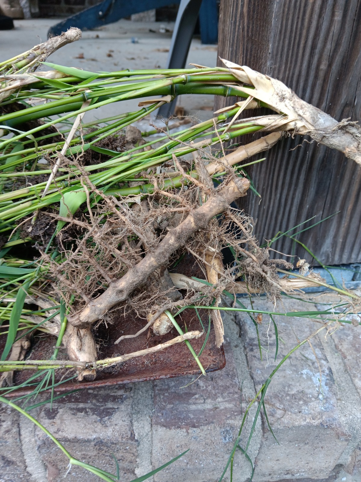 Bamboo Plants Live Starter Plant 10 Rizomes Organic Aurea Bamboo