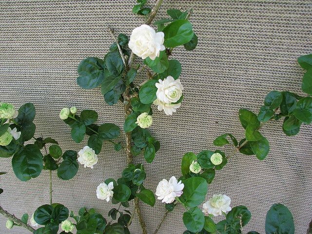 Grand Duke of Tuscany Jasmine~Jasminum Sambac~~SMALL Rooted STARTER Plant~