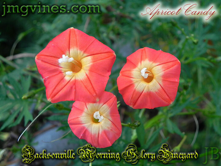 Apricot Candy Ipomoea Sloteri Morning Glory 6 Seeds