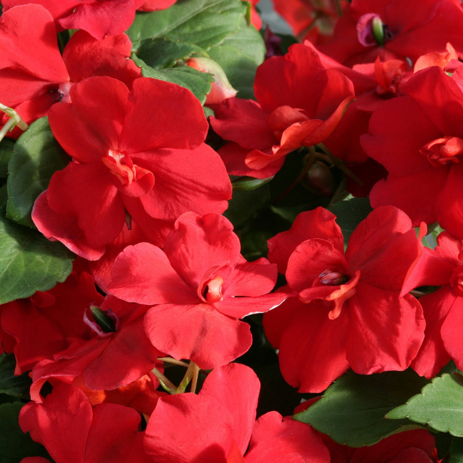 Impatiens Seeds 25 Athena Red Trailing Impatiens F1 Variety