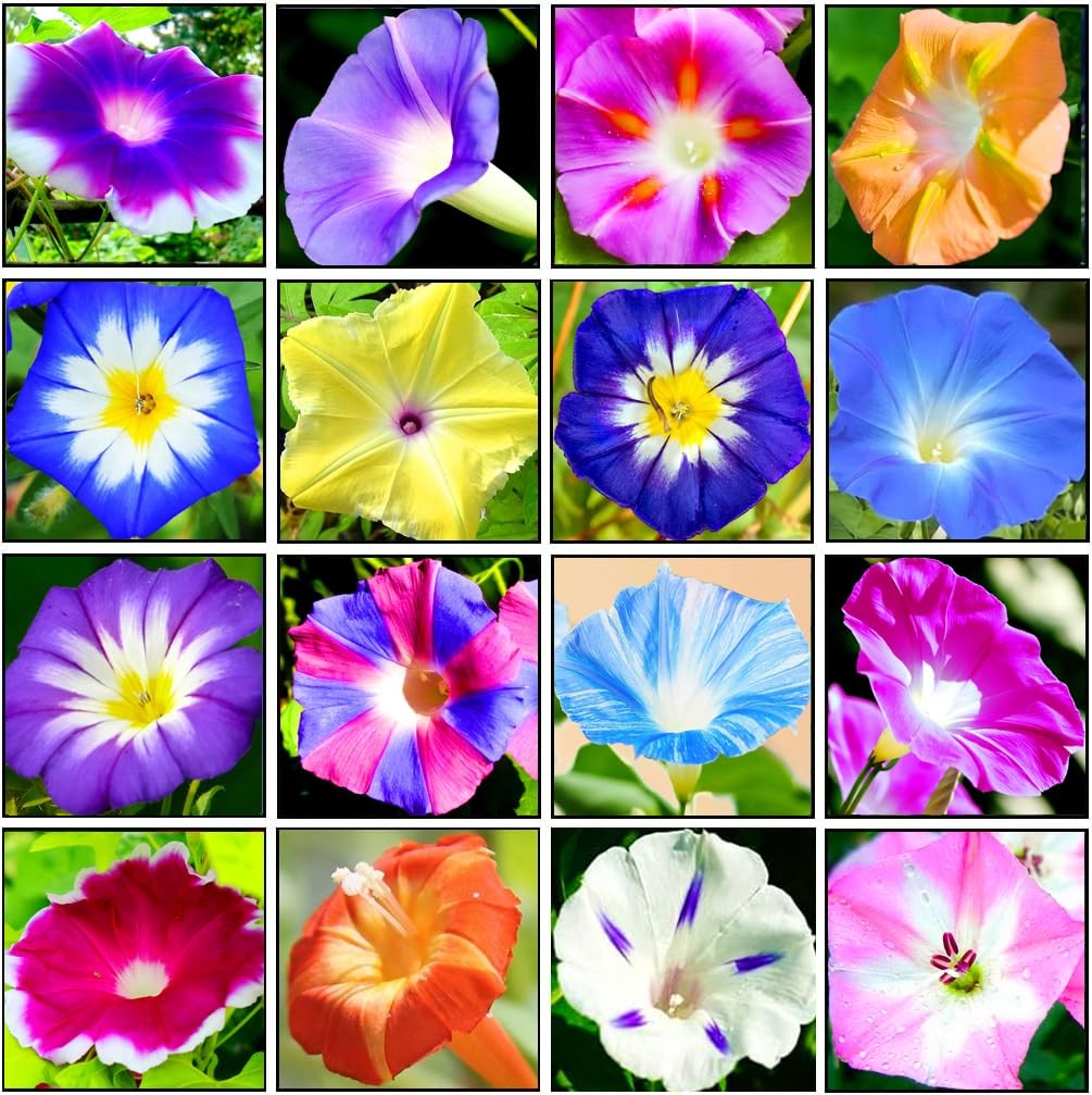100+ Mixed Morning Glory Seeds Colorful Climbing Vine for Trellises, Arbors I…