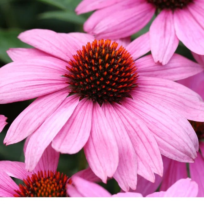 Purple Coneflower Seeds Echinacea Purpurea Free Shipping!