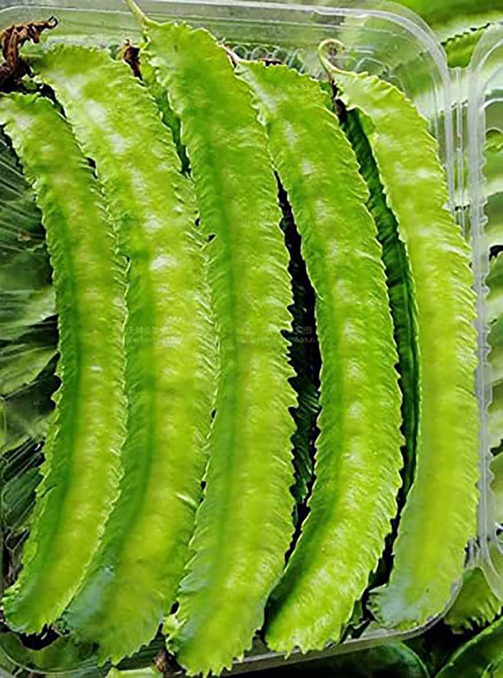 Winged Bean Seeds – Almost All Parts of the Plant are Edible. Once Considered…