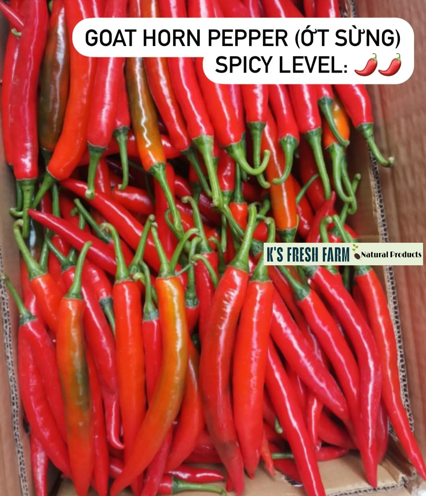 Cayenne Long Thin Red/ Goat Horn Pepper Seeds- hạt giống Ớt Chỉ Địa/ Ớt Sừng