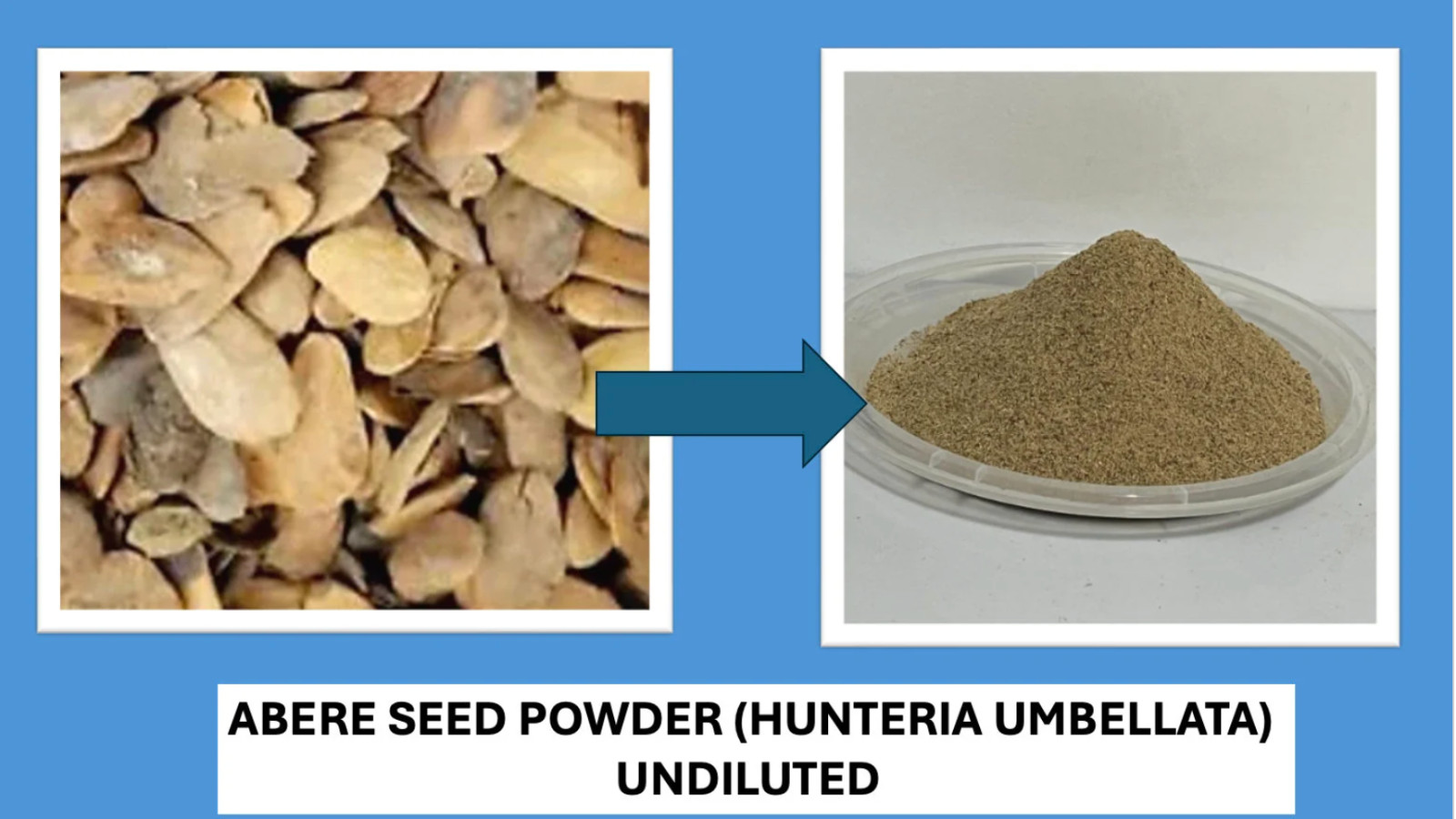 Abere seed powder (Hunteria Umbellata)