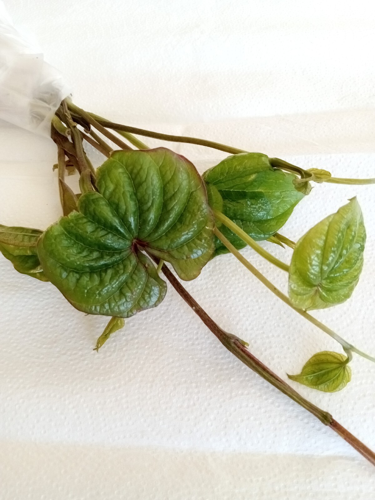 3 Chinese Yam 山药/淮山 Cinnamon Vine Dioscorea Opposita Live Rooted Plants 