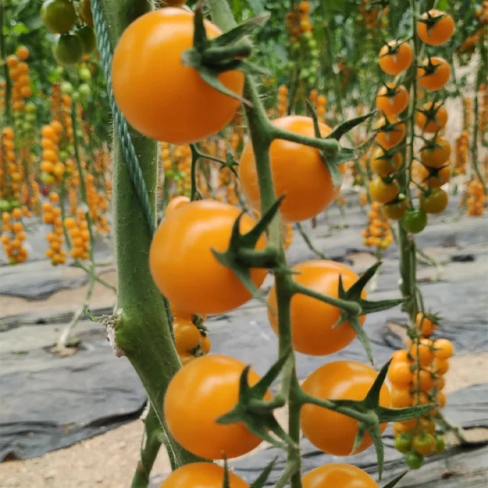 100pcs Patio Choice Yellow Cherry Tomato Seeds – Heirloom, Non-GMO, Super Sweet.