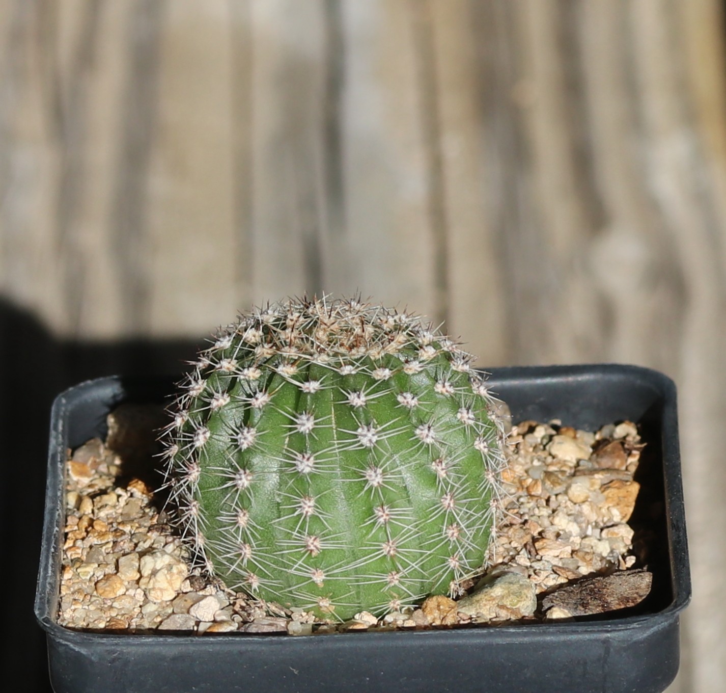 Echinopsis hybrid ‘Morgenzauber’