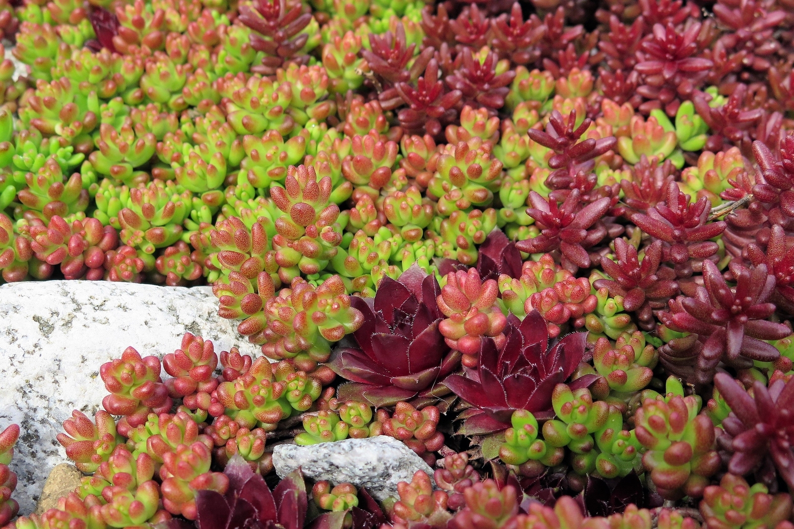 150 MIXED SEDUM Stonecrop Succulent Groundcover Red Pink Purple + Flower Seeds