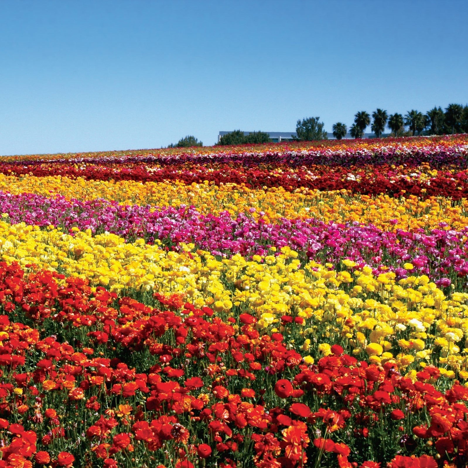 Easy to Grow Ranunculus Buttercup Flower Fields Collection 30 Plant Bulbs Spring