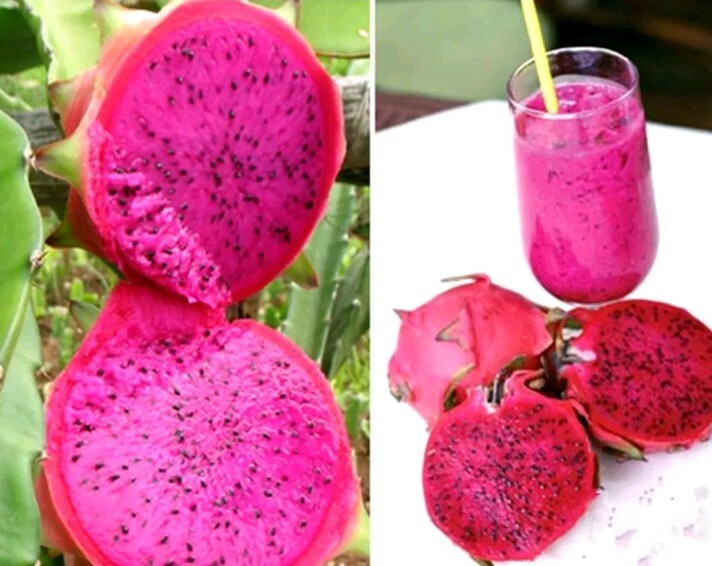 40 Dragon Fruit seeds( 10 Red, 10 purple, 10 Yellow, 10 White) individual packag