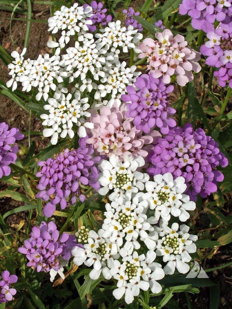 Globe Candytuft Seeds, Iberis umbellata, Beautiful Colorful Blooms, FREE SHIP