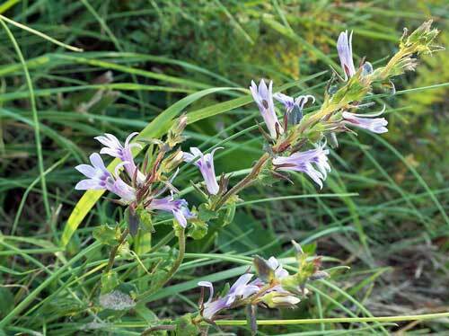 Lobelia puberula | Downy Lobelia | Blue Lobelia | 150 Seeds